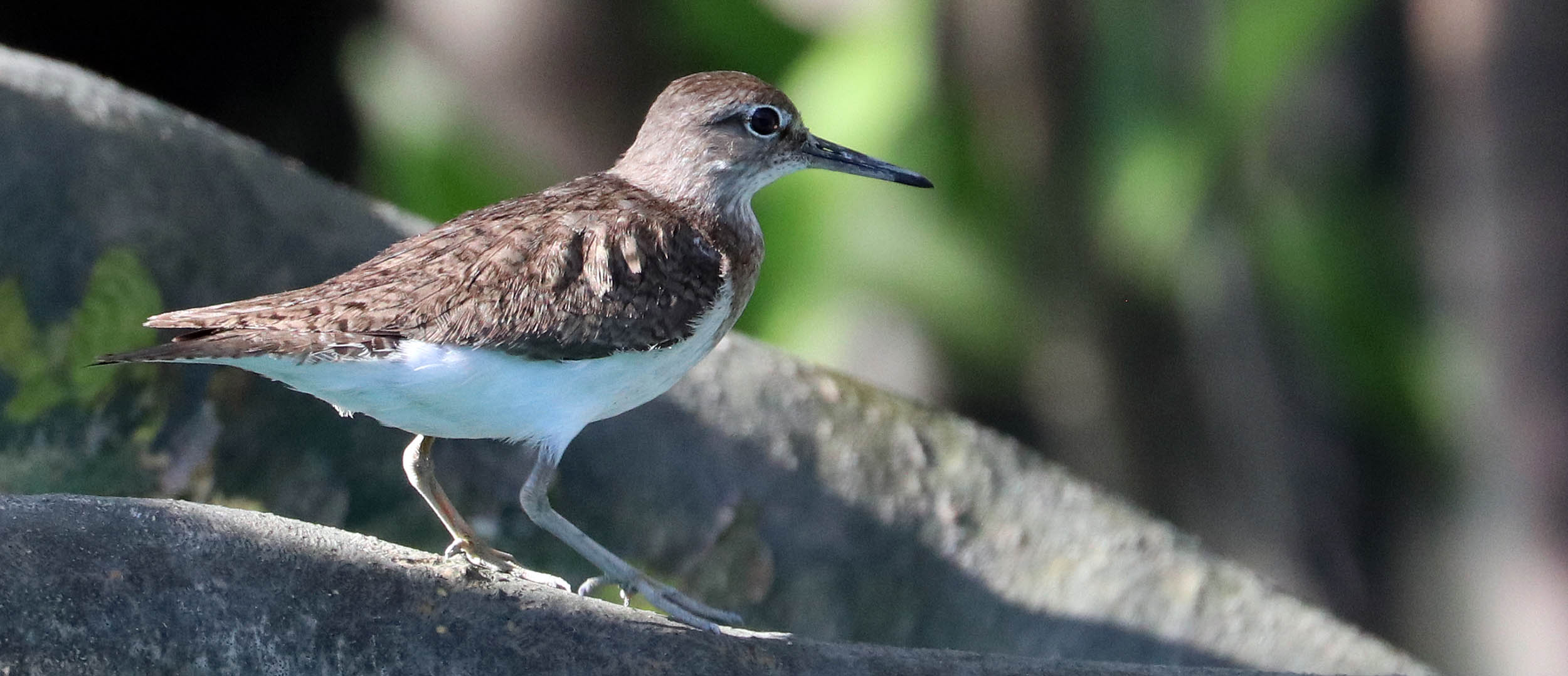 sandpiper-common-hunter-river