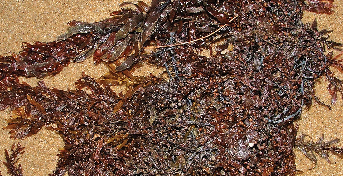 sargasssum-northern-beaches-cairns