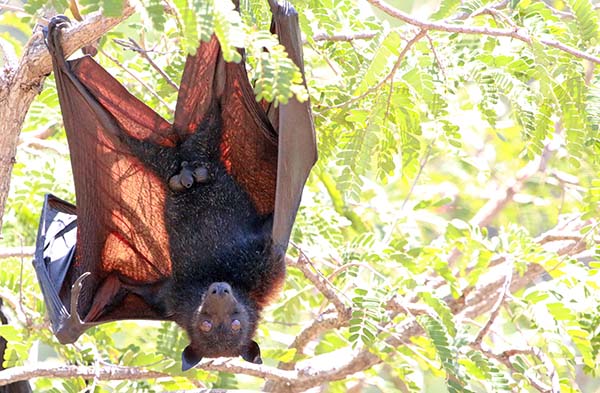 satonda-fruit-bat