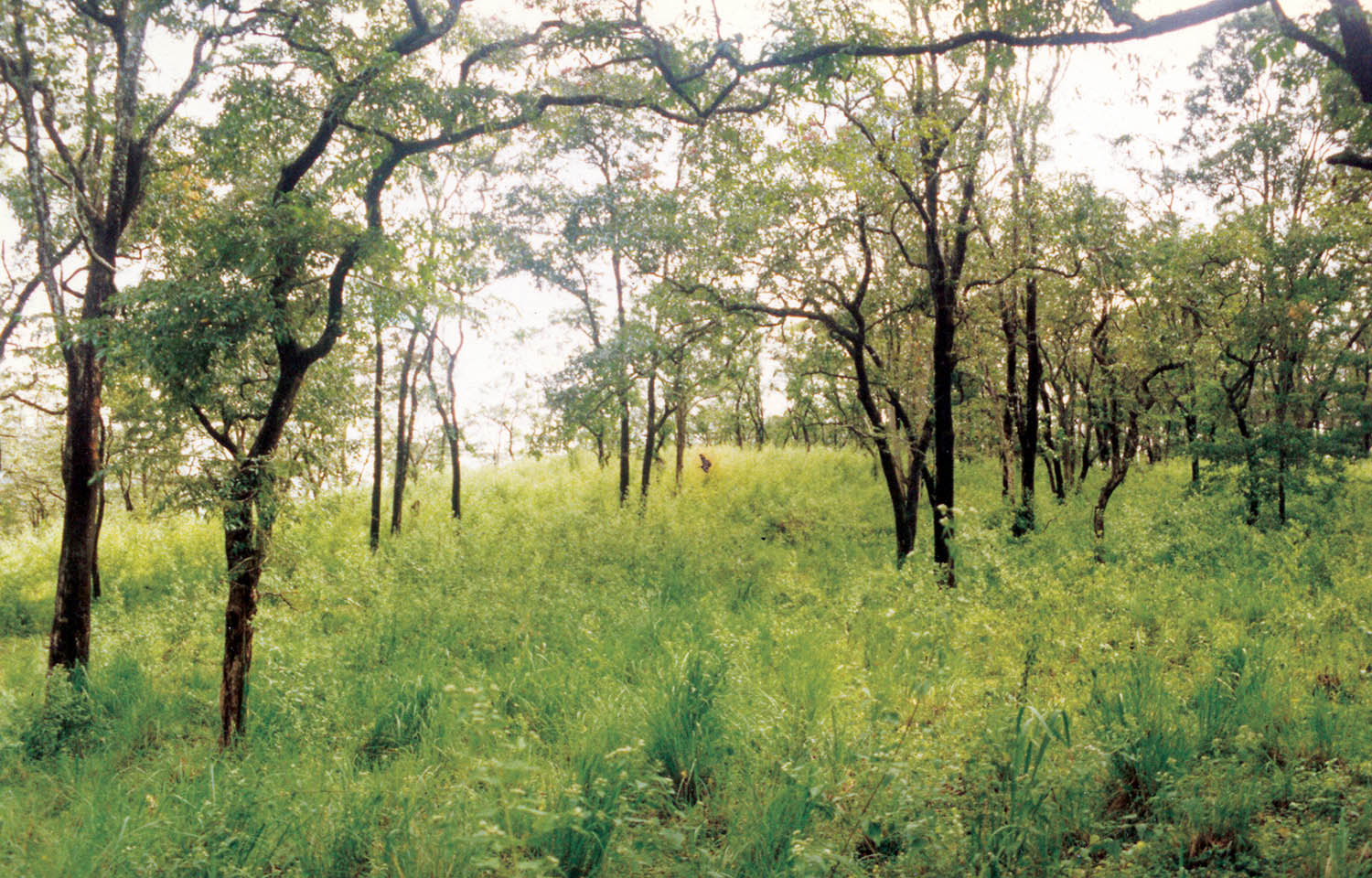 savanna-compare-india