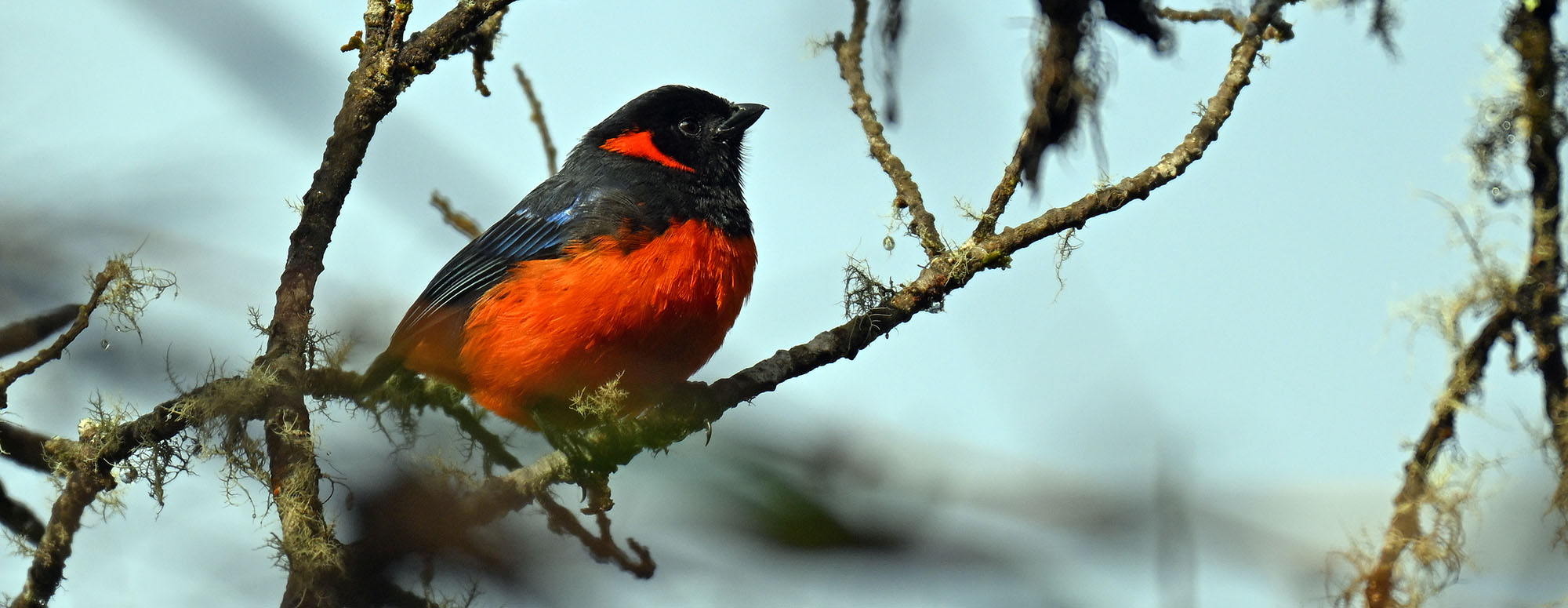 scarlet-bellied-mountain-tanager-
