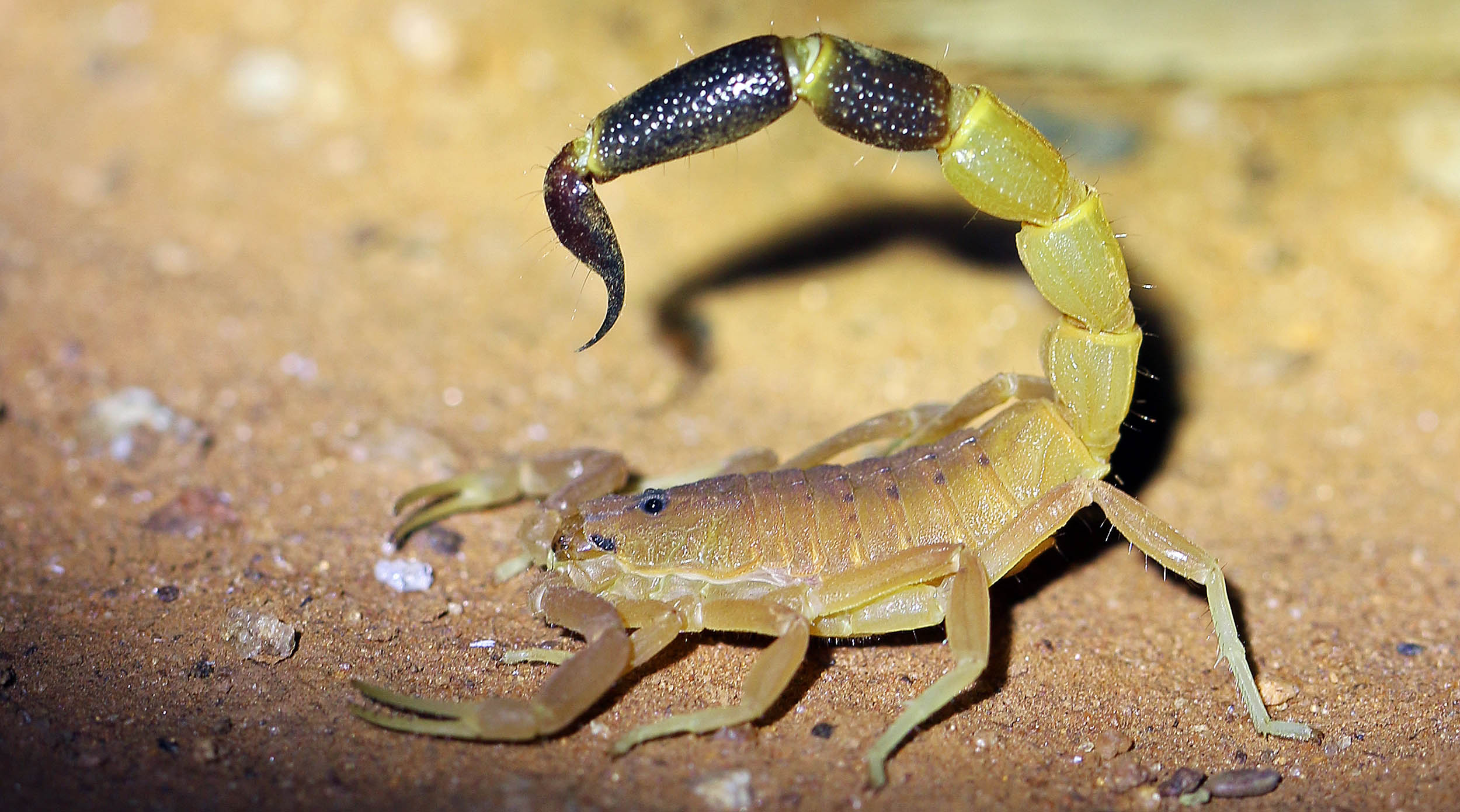 scorpion-nullabor