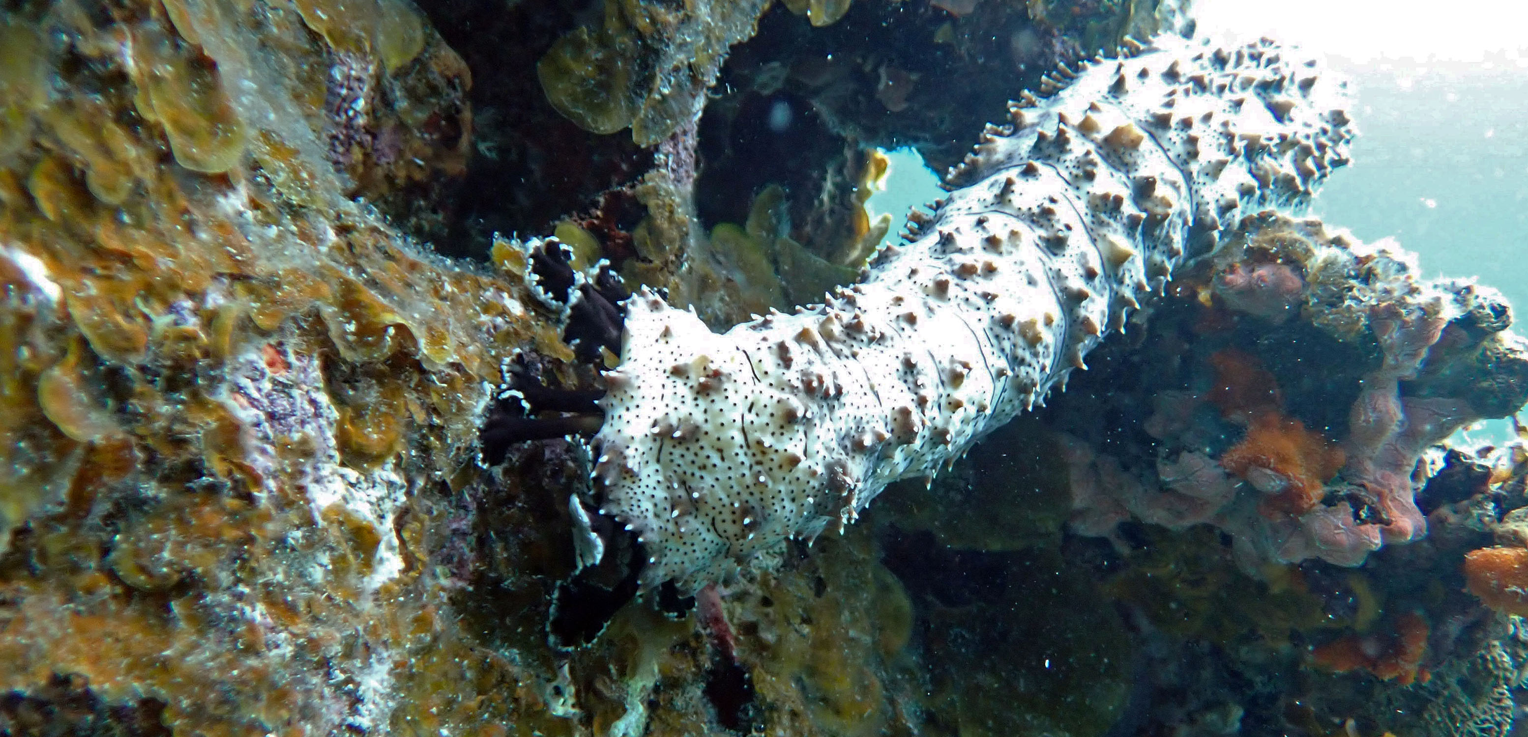 sea-cucumber-feeding-wagifa-png