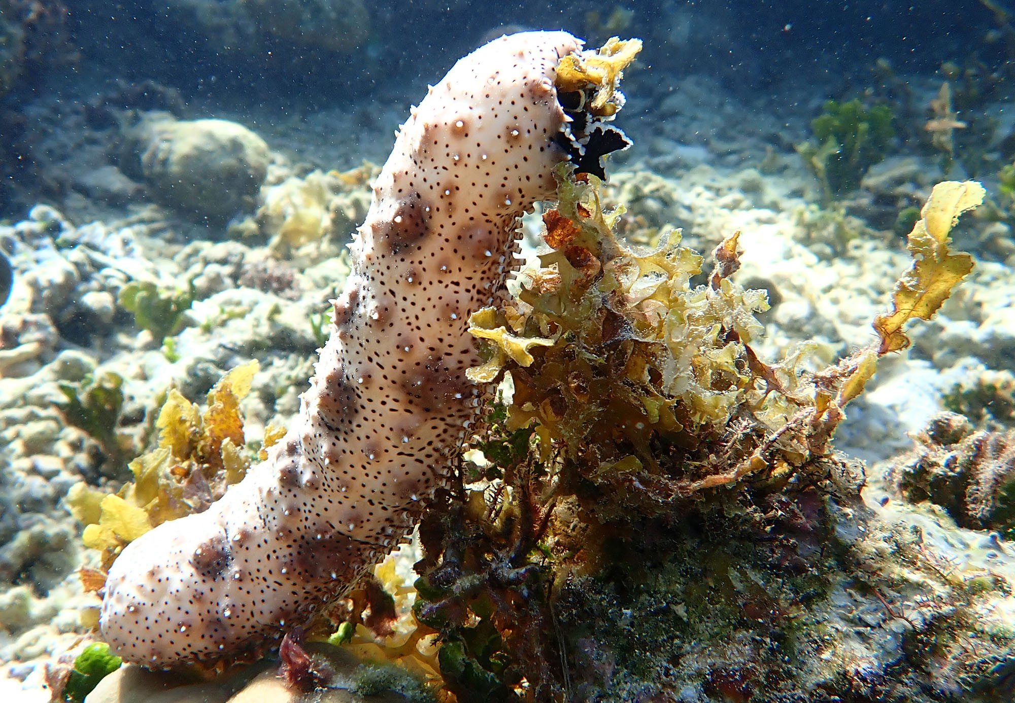 sea-cucumber-breeding-tufi-