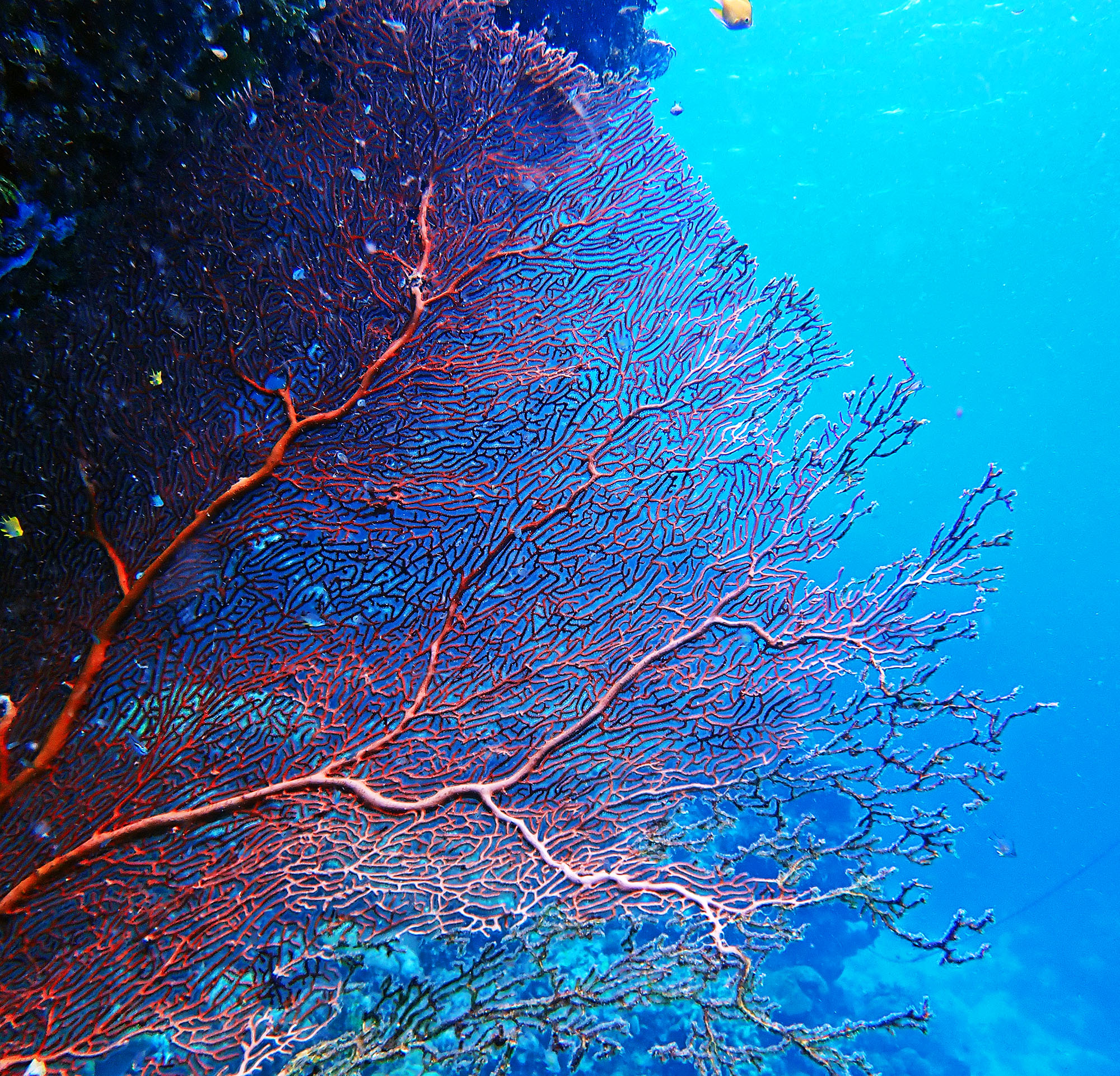 sea-fan-njari-