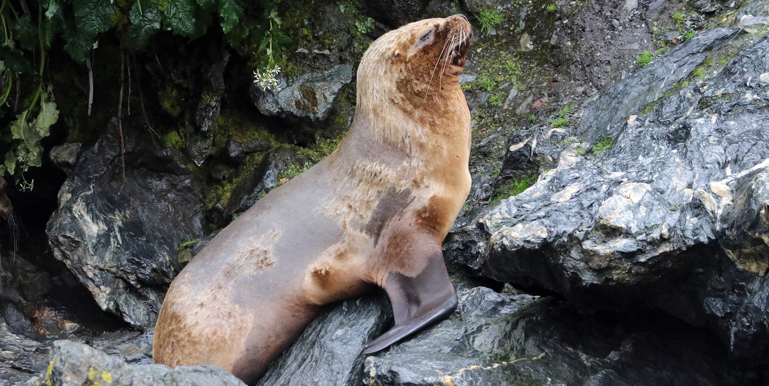 sea-lion-south-american-female-garibaldi