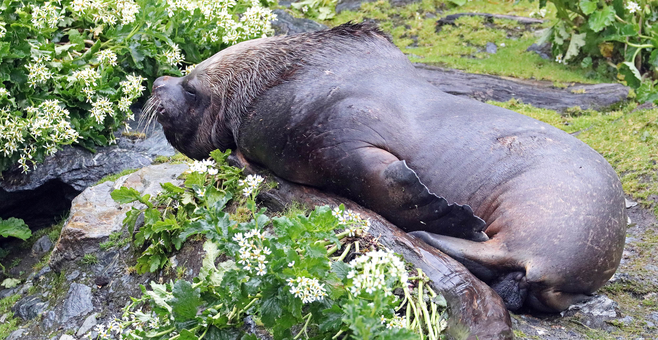 sea-lion-south-american-male-garibaldi