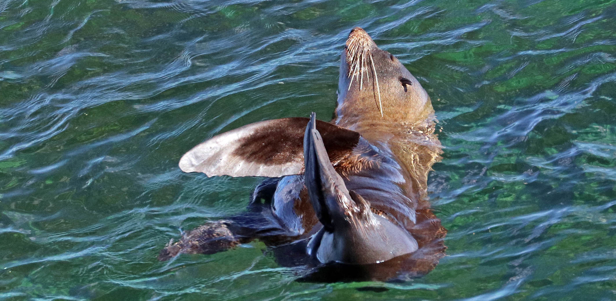 seal-new-zealand-fur-rottnest