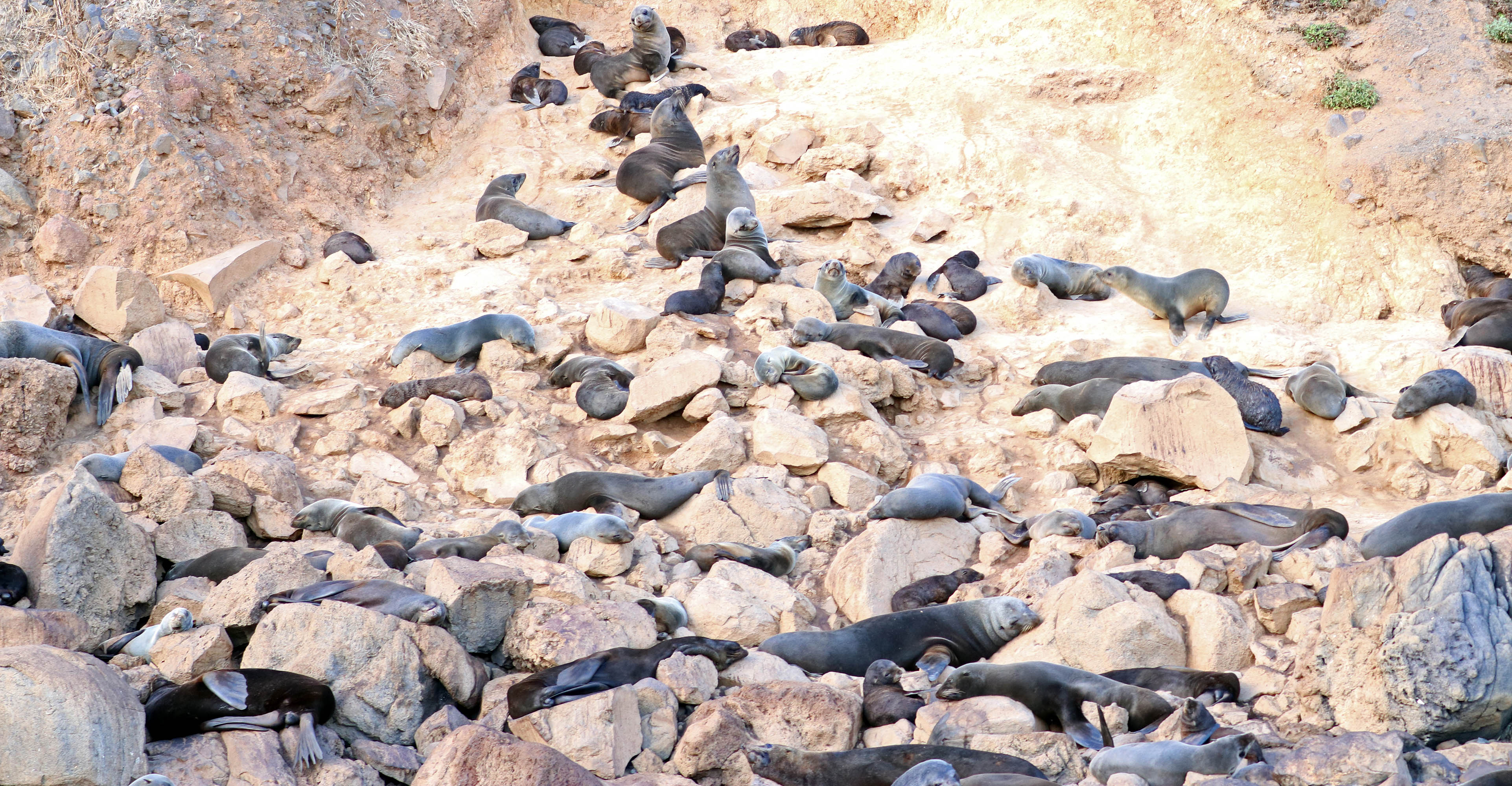 Juan Fernandez Fur Seals, image by Damon Ramsey