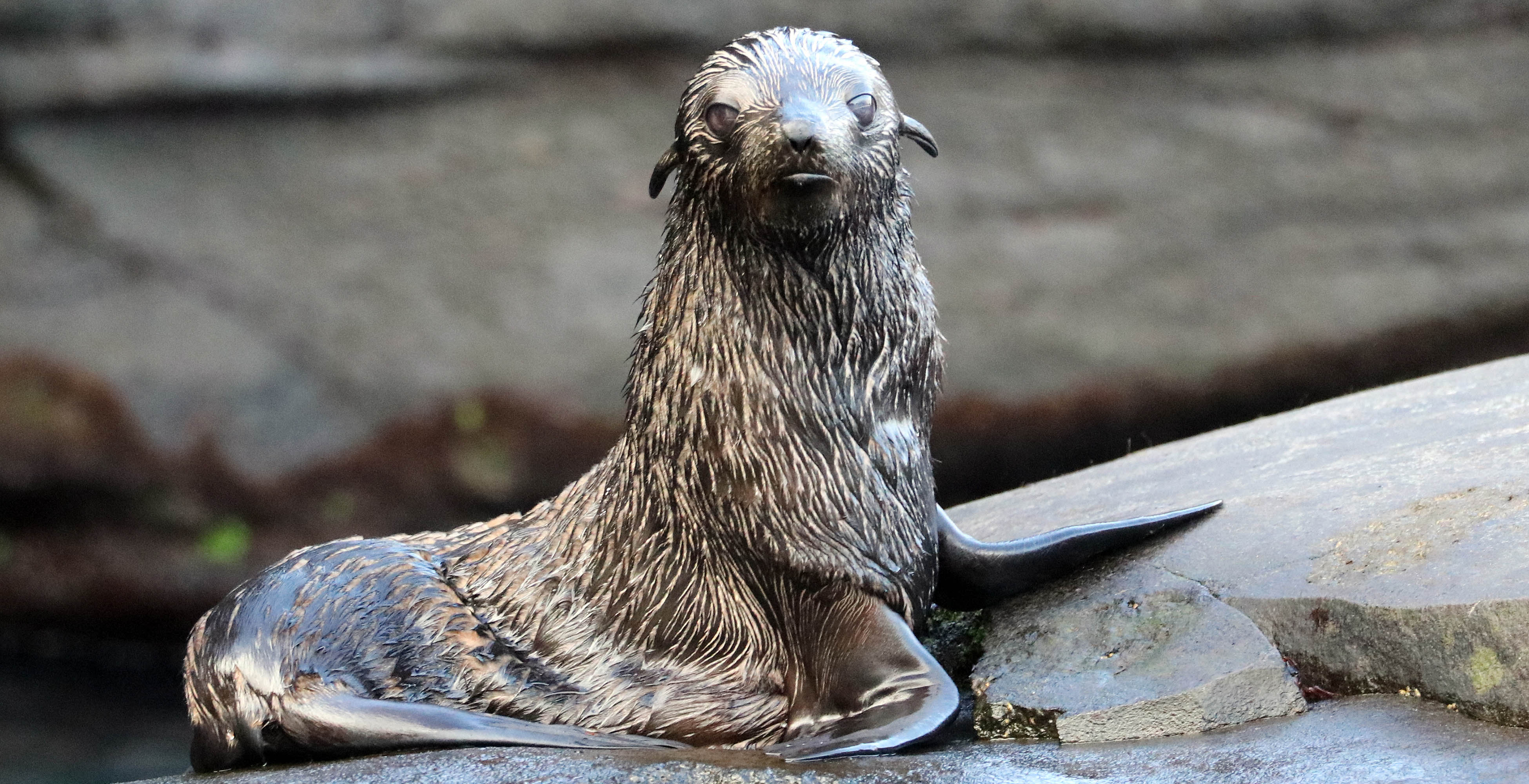 seal-juan-fernandez-pup