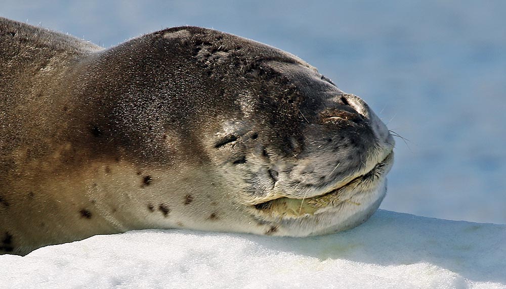 seal-leaopard-head