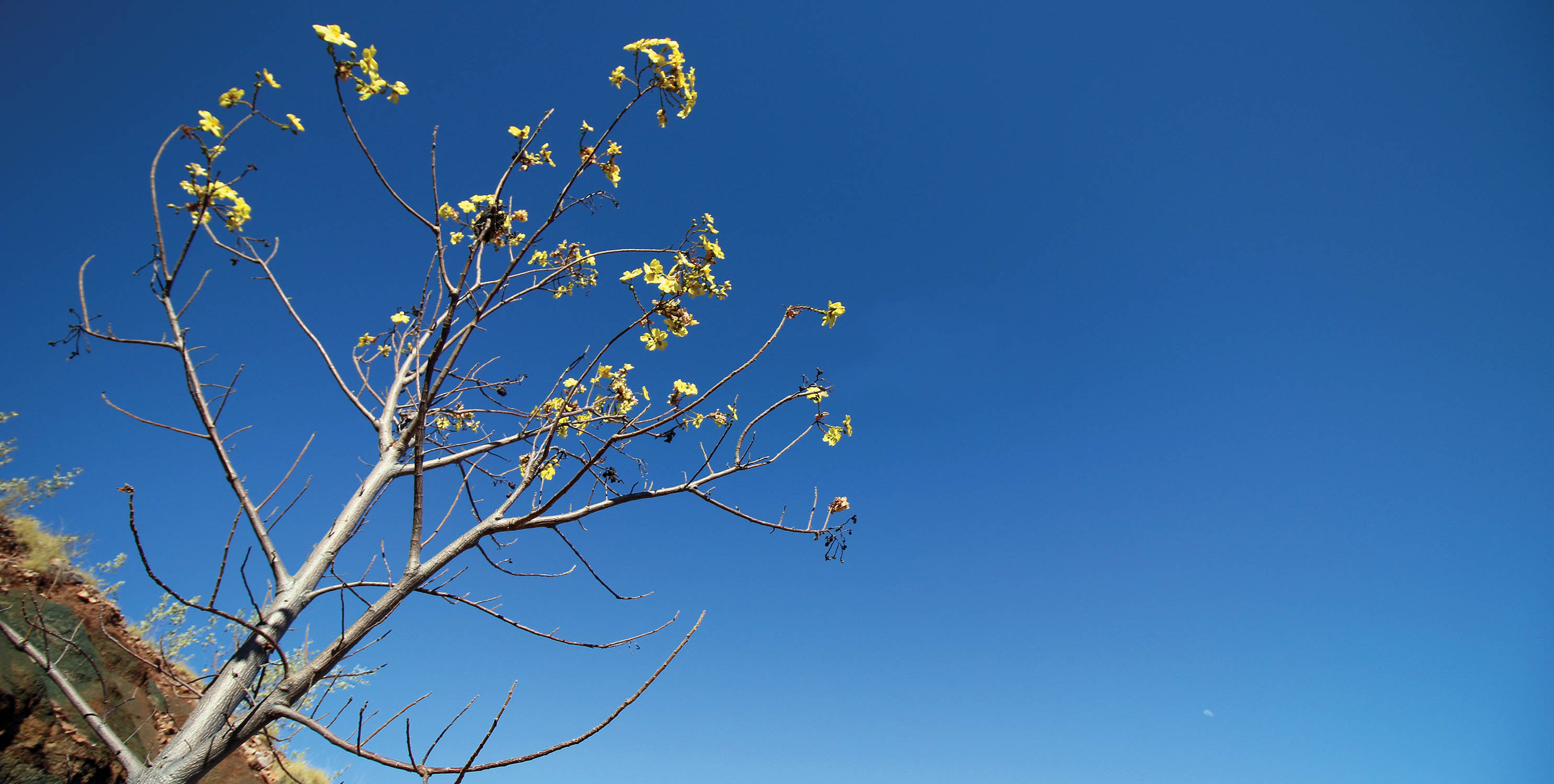 kapok-flowers-seasons-