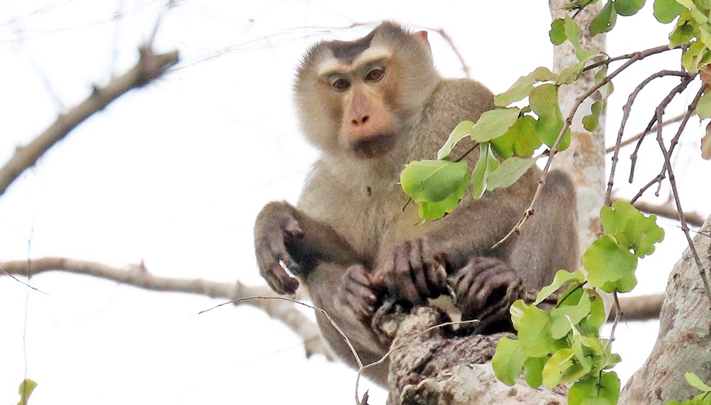 primates INDO-MALAYAN Tropical & Subtropical Moist Broadleaf Forest