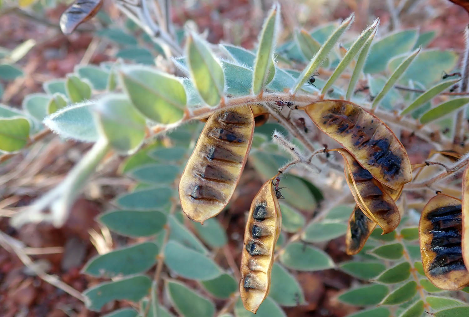 senna-notabiliis-mt-isa