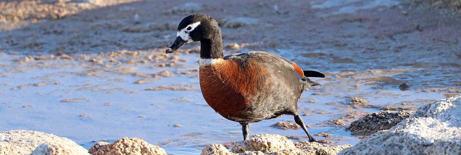 shelduck-australian-yalgorup
