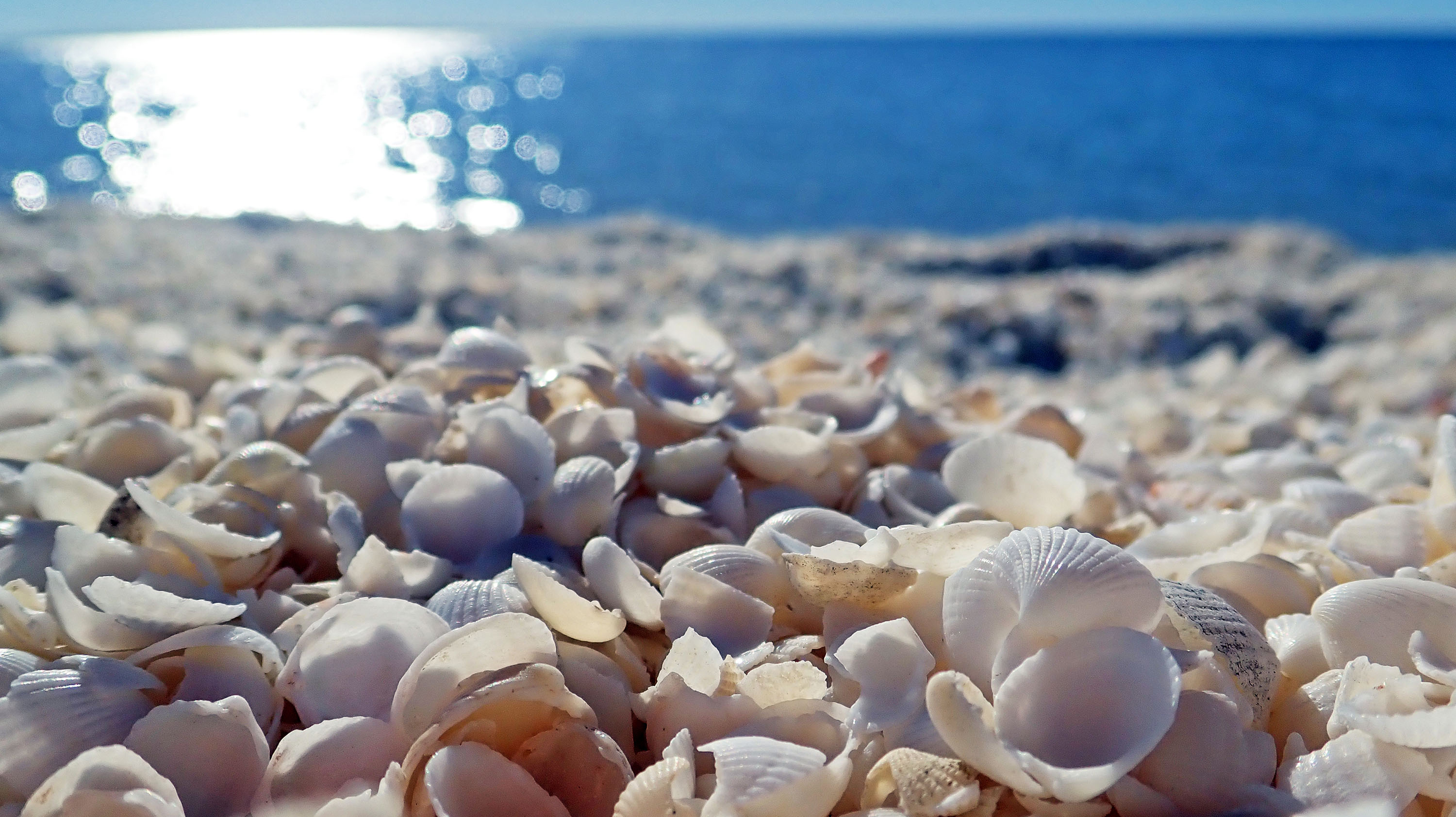 AUSTRALASIAN Temperate Seashore