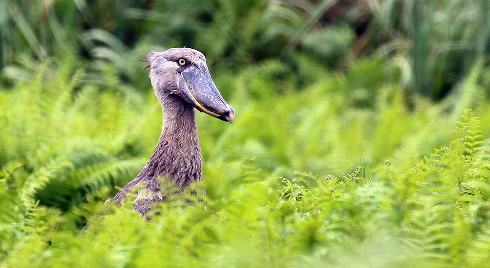 shoebill