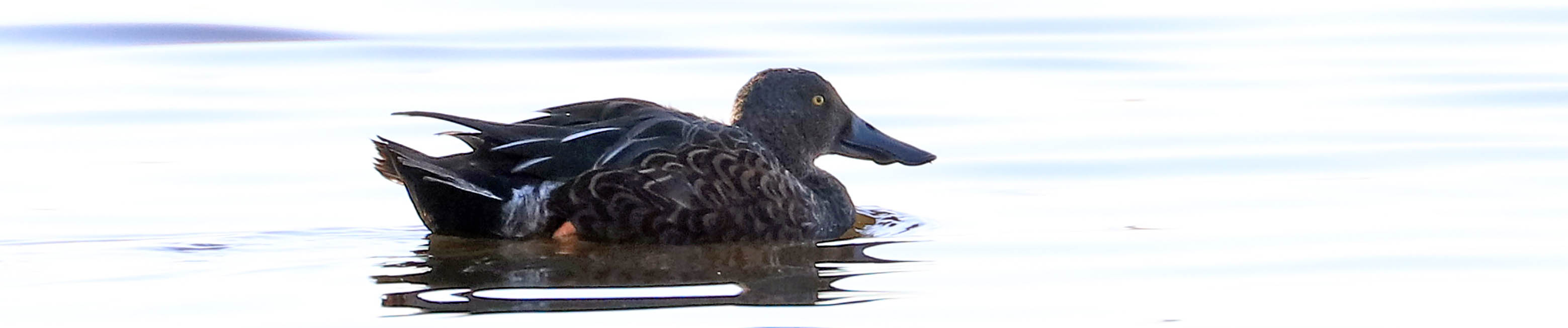 duck-shoveller-australian-herdsman