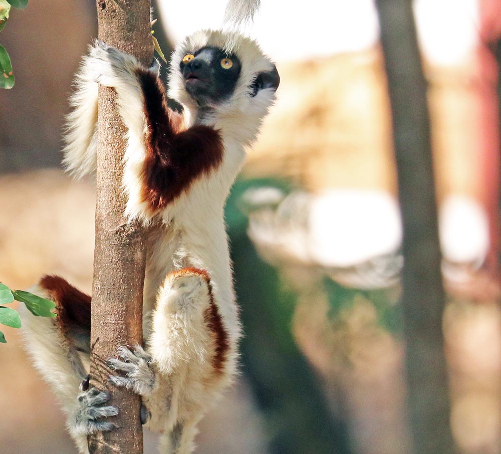 Coquerel's Sifaka (image by Damon Ramsey)