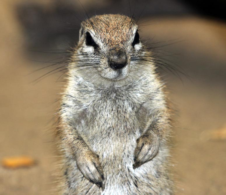 african ground squirrel, Singapore Zoo, (Damon Ramsey, www.ecosystem-guides.com)