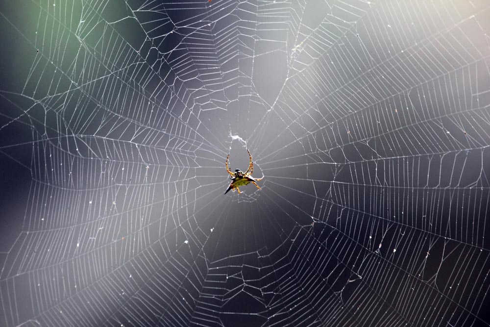 singaporeZooSpinybackSpider.jpg