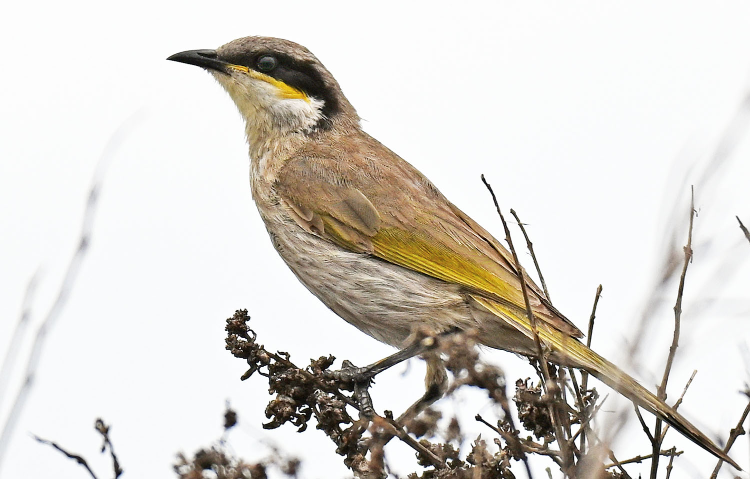 singing-honeyeater-shark-bay