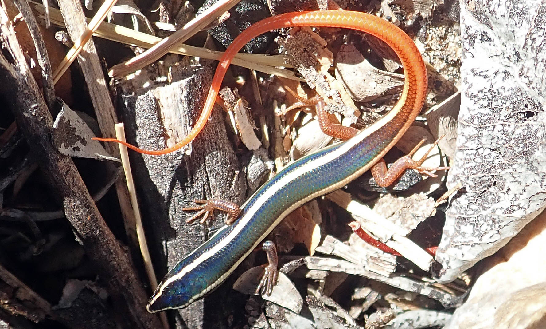 skink-fire-tailed-freshwater