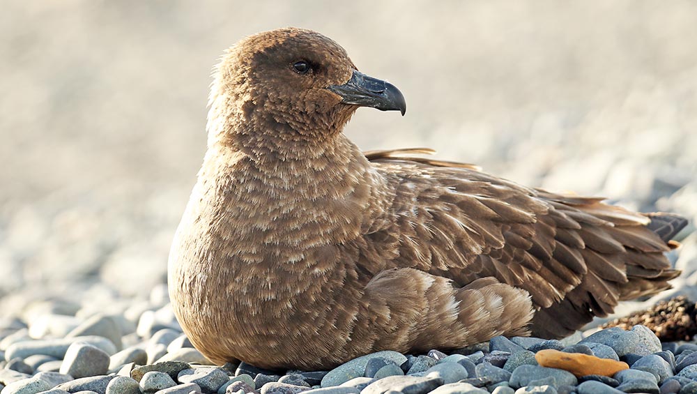 skua-brown-i-think