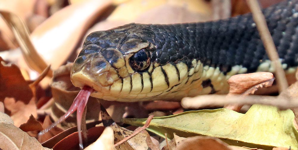 snake-hognose