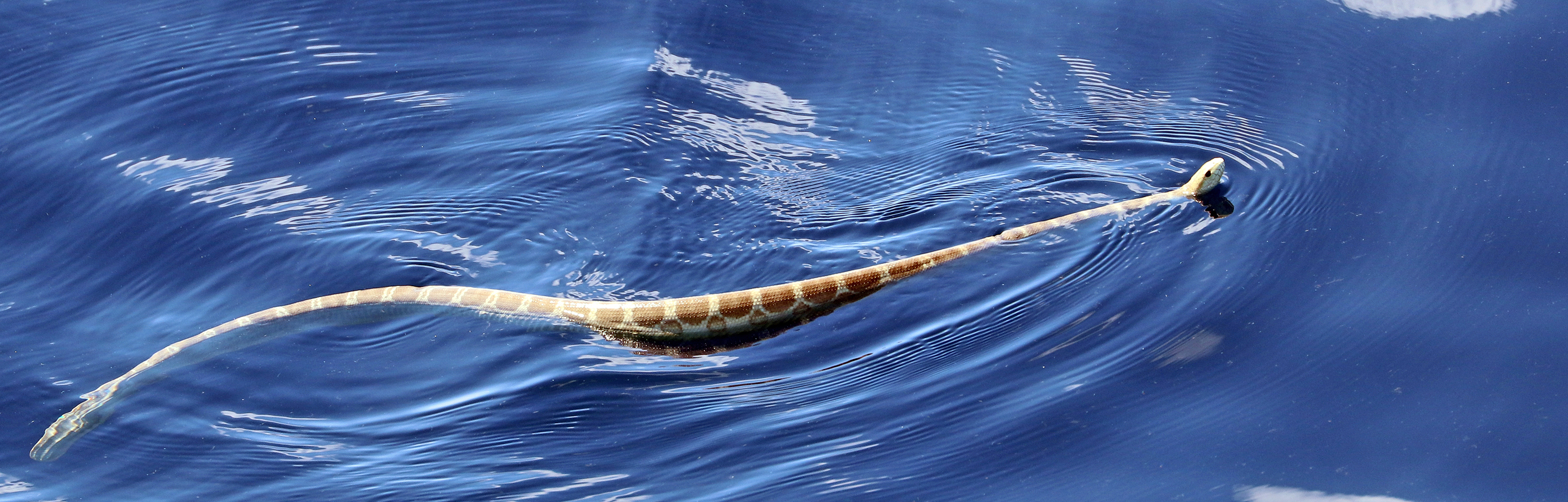 snake-sea-gulf-carpentaria