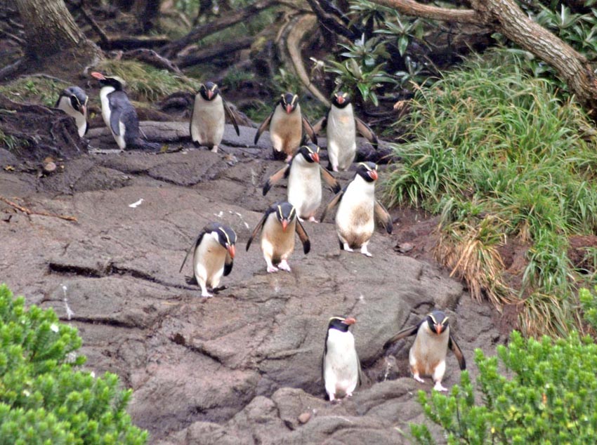 Snares (Crested) Penguin