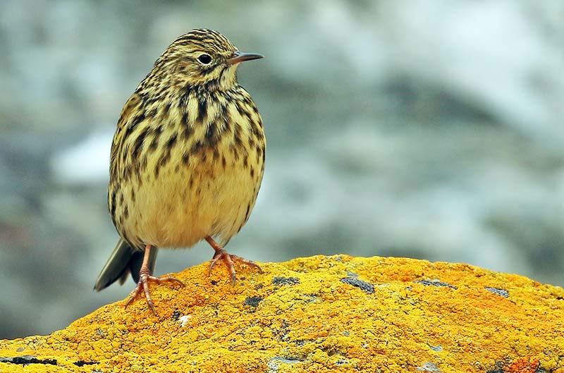 south-georgia-pipit