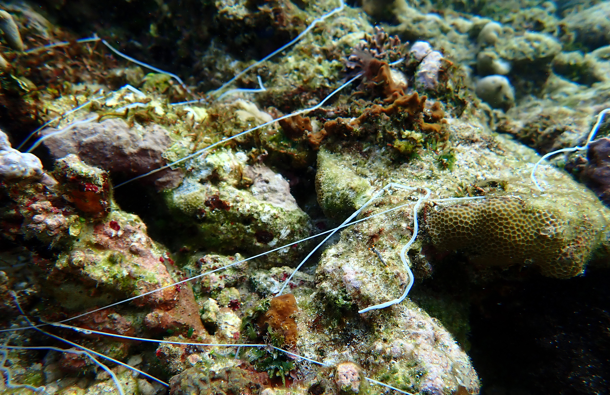 spaghetti-worms-tufi-