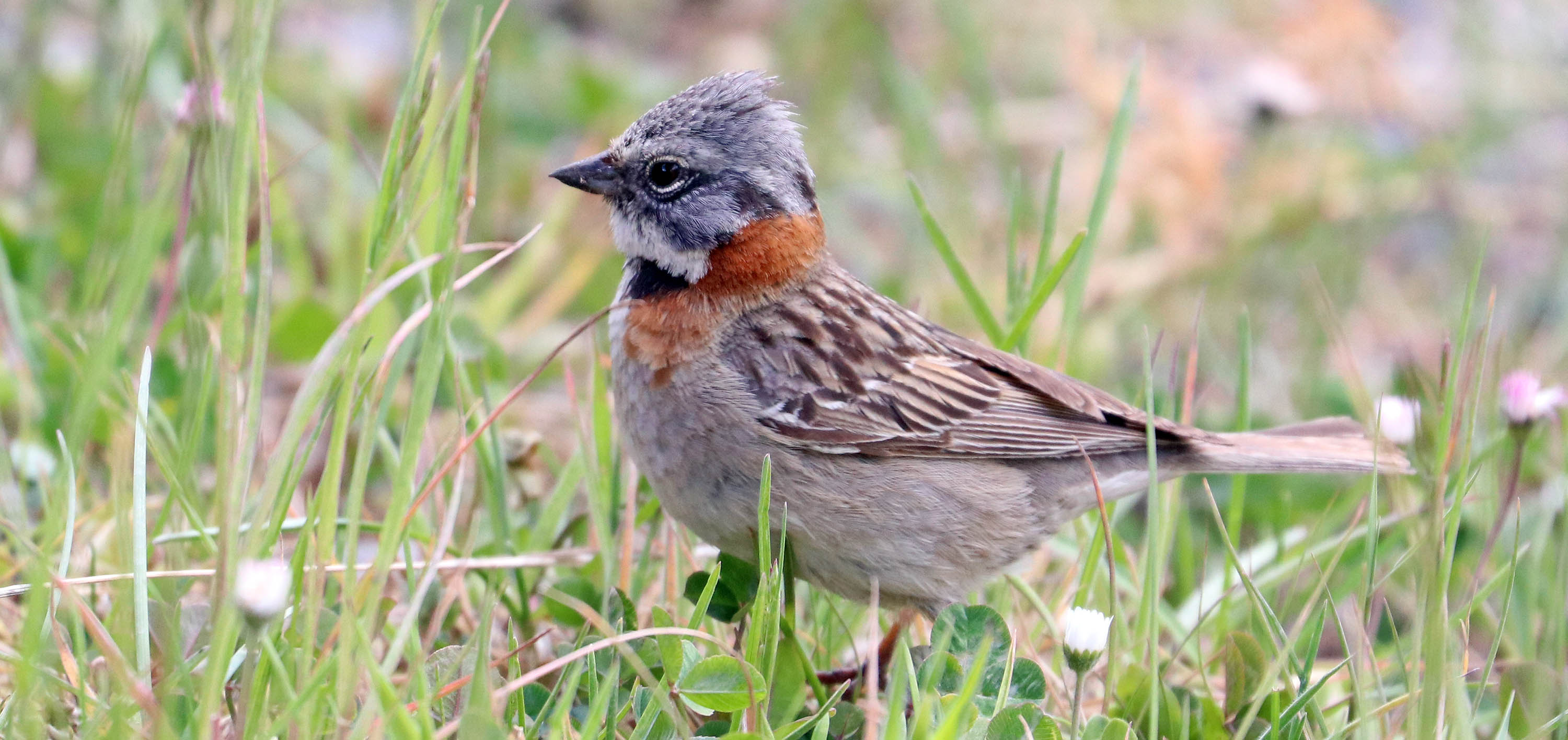 sparrow-rufous-collared-puerto-williams