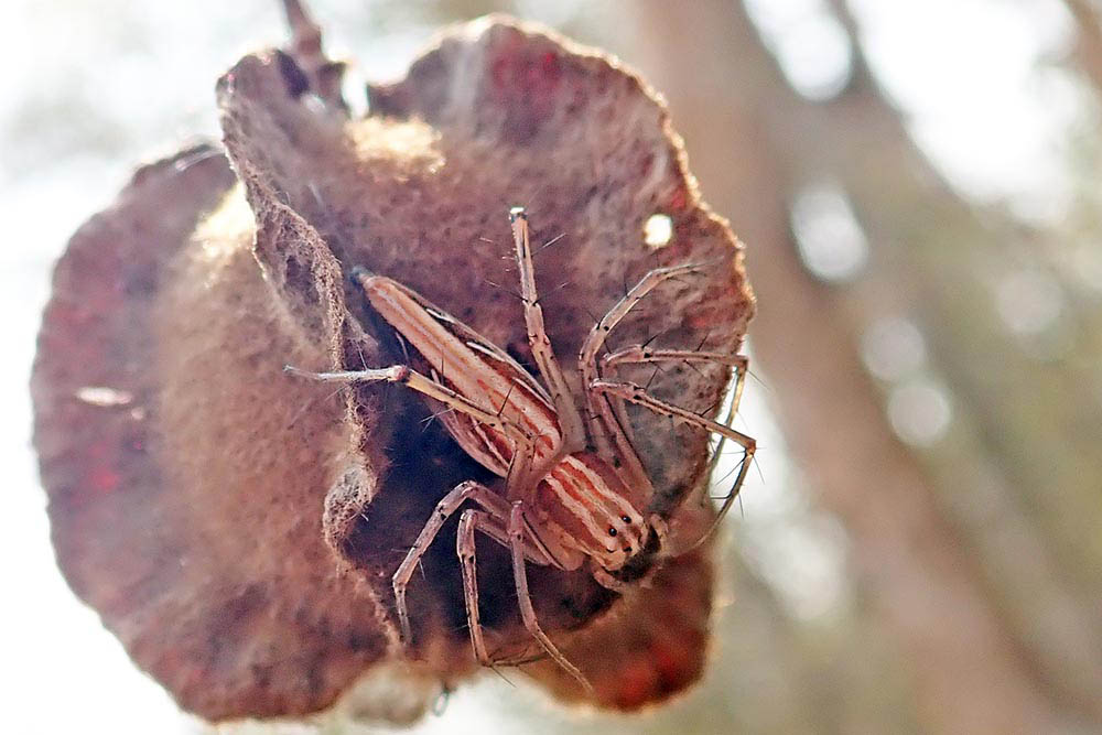 spider-lynx-tambaoey-cambodia