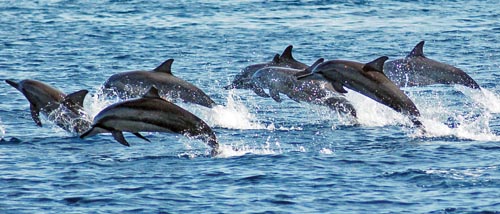 spinnerdolphins