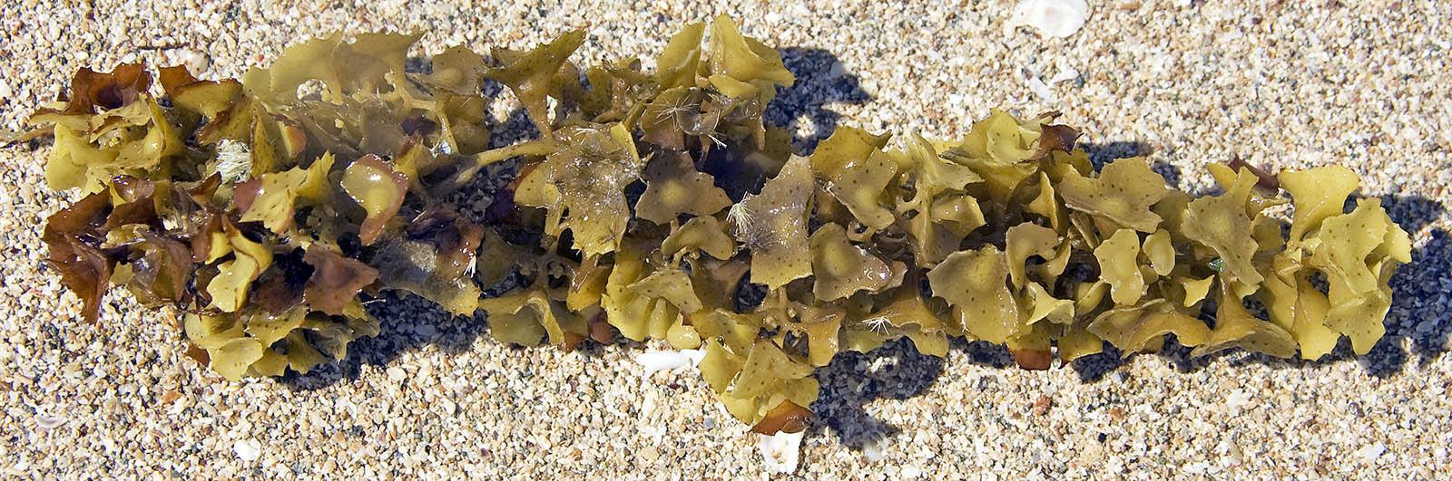 spiny-tops-beach