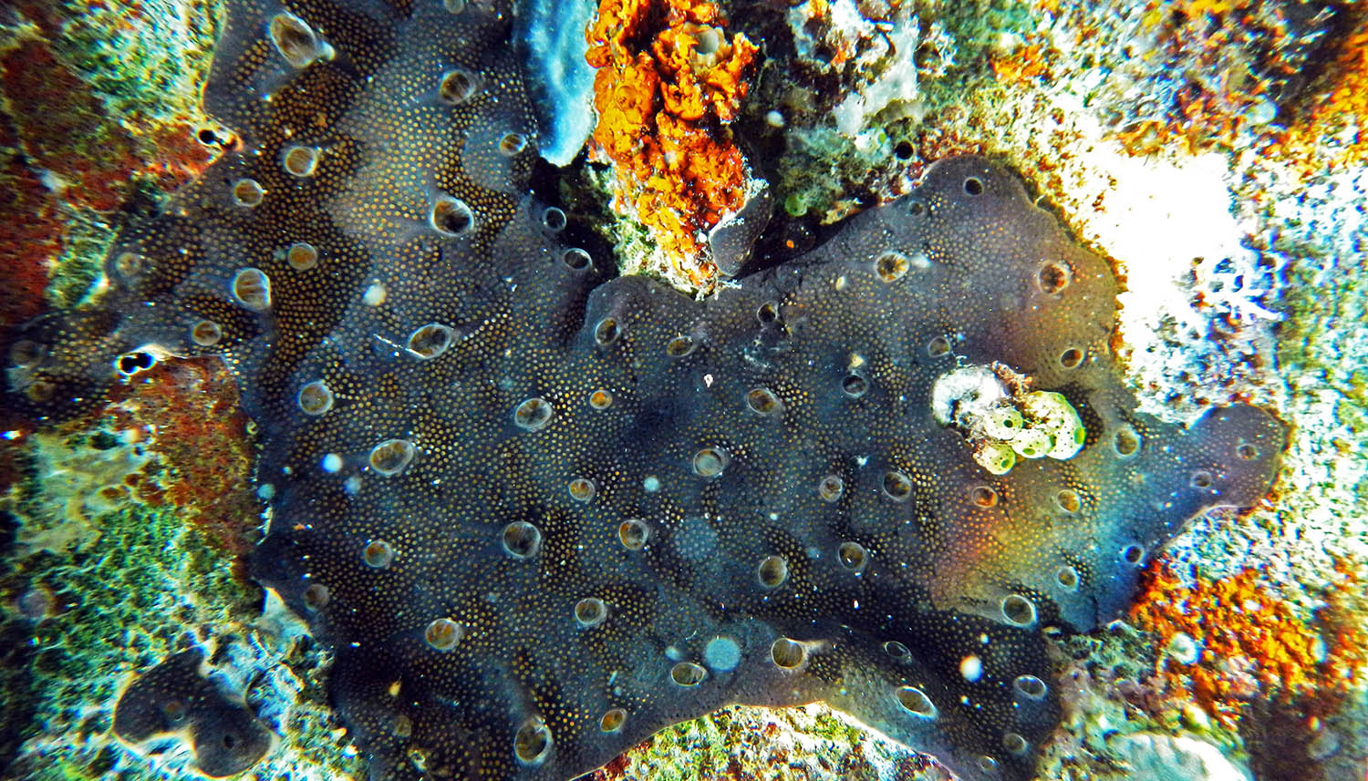 sponge-black-orange-mangalonga
