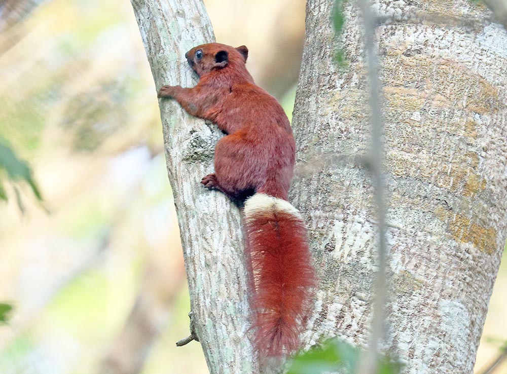 'Variable Squirrel' at Angkor Wat (image by Damon Ramsey)