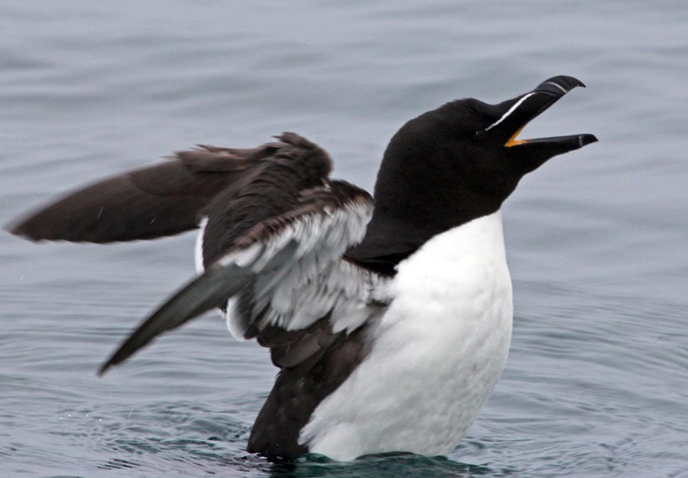 Razorbill, St.Kilda Islands, Scotland, (Damon Ramsey, www.ecosystem-guides.com)