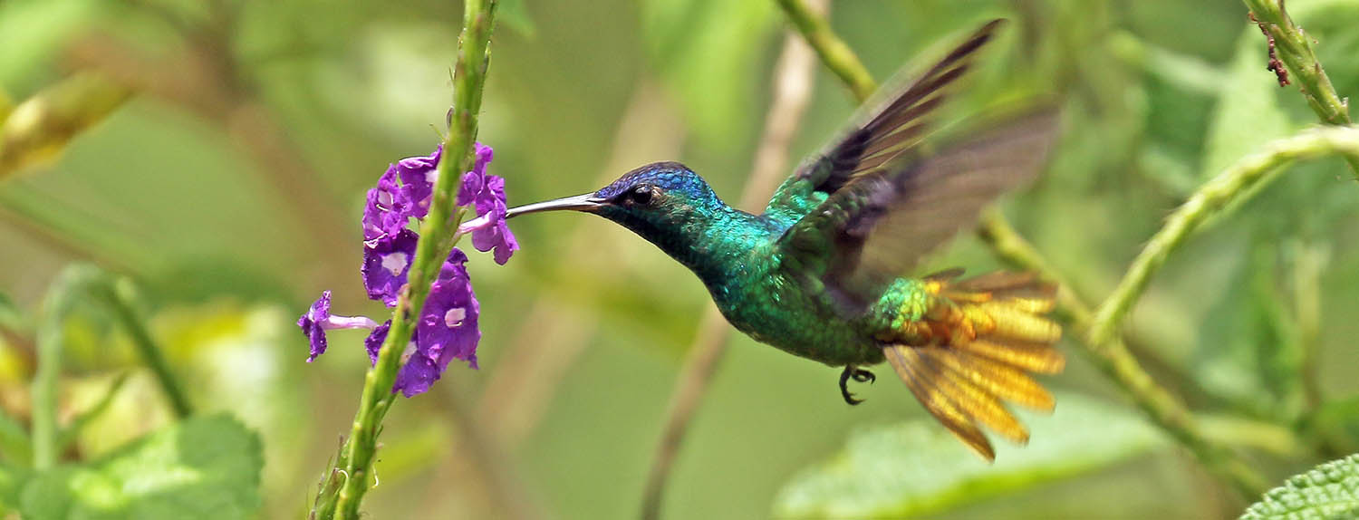 stachytarpheta-amazonia-peru