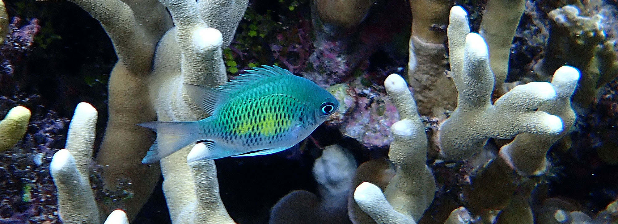staghorn-damselfish-