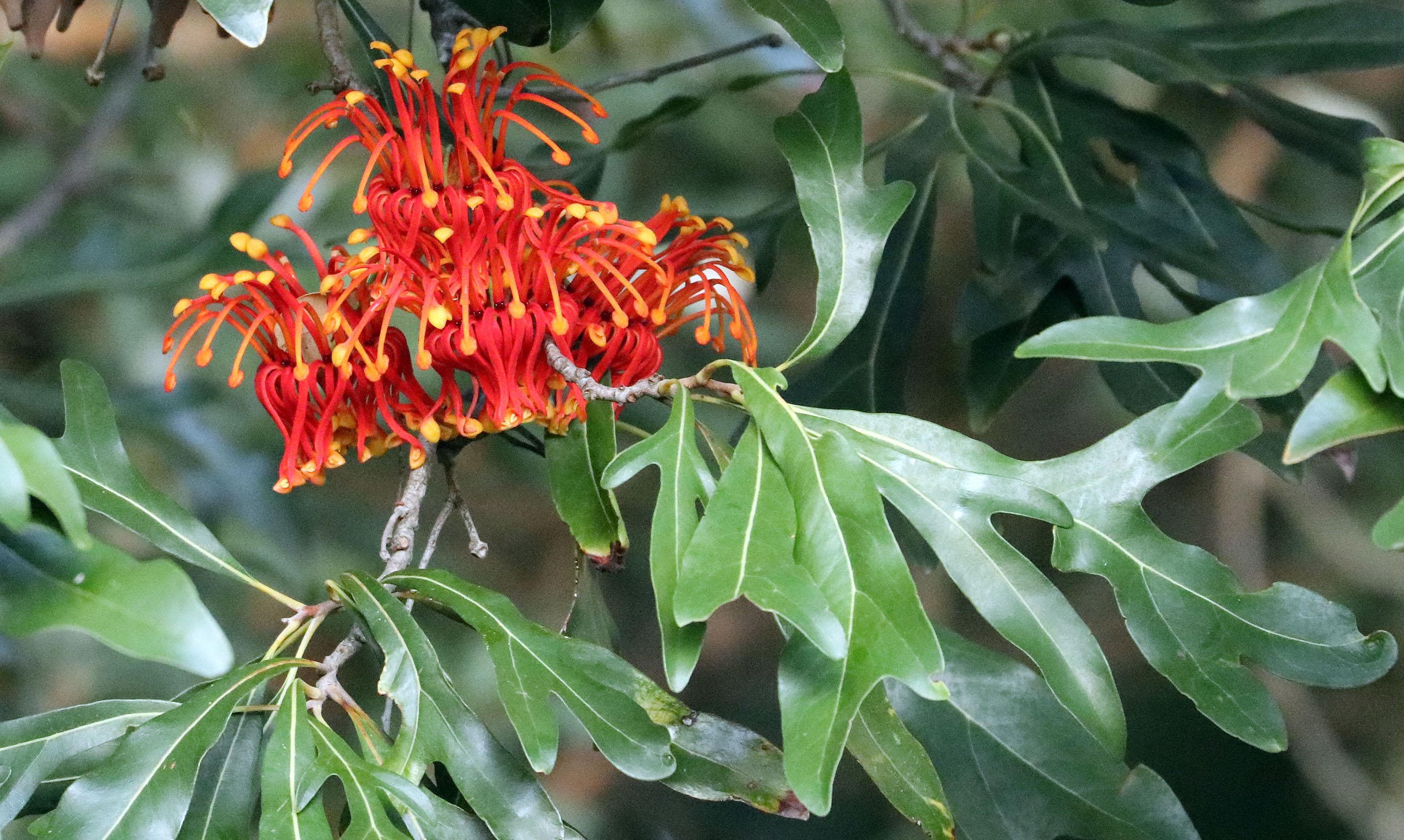 stenocarpus-sinuatus-kings-park