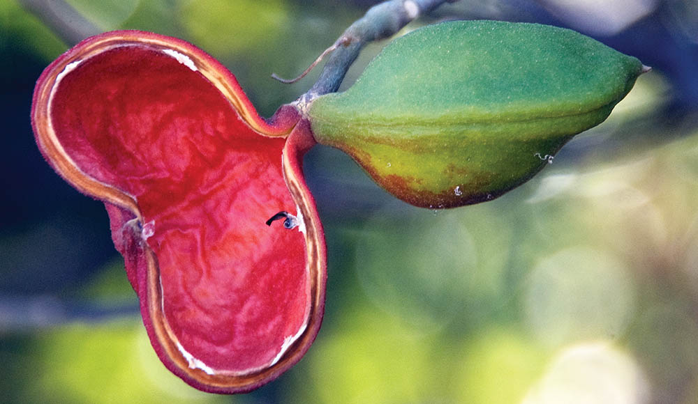 sterculia-kimberley