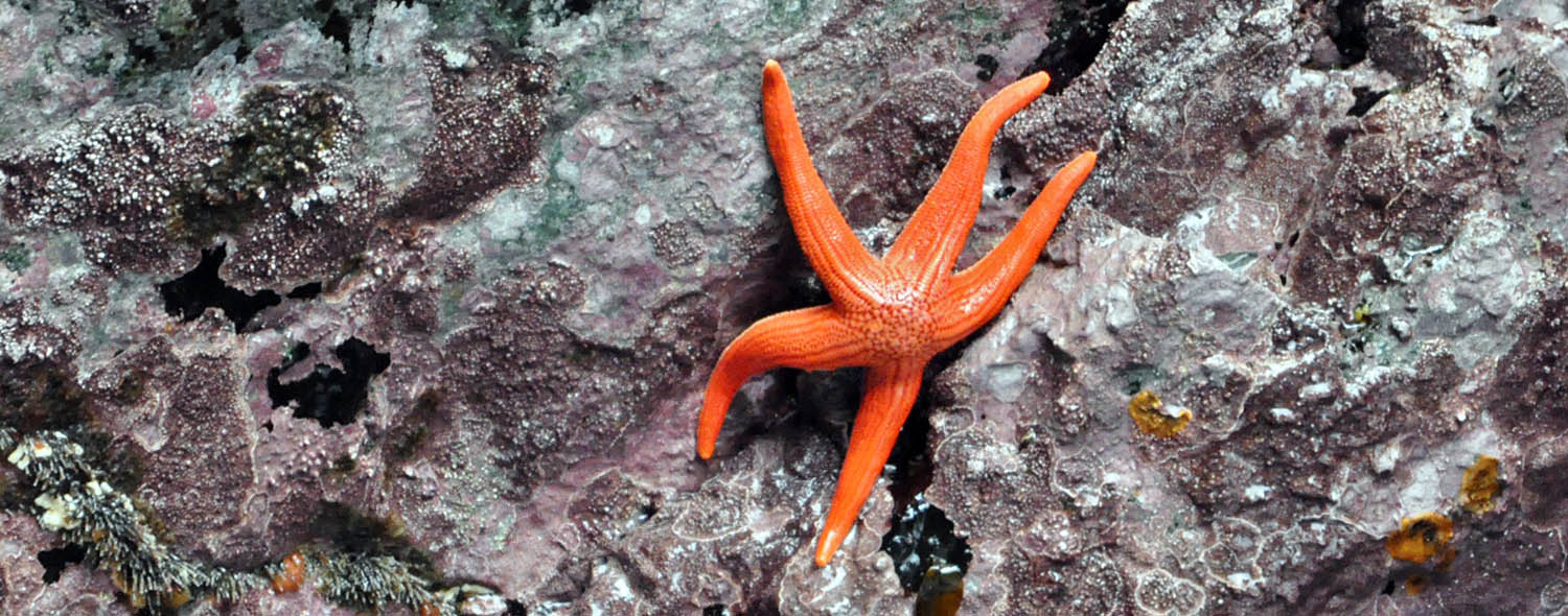 stichaster-striatus-chilean-fjords