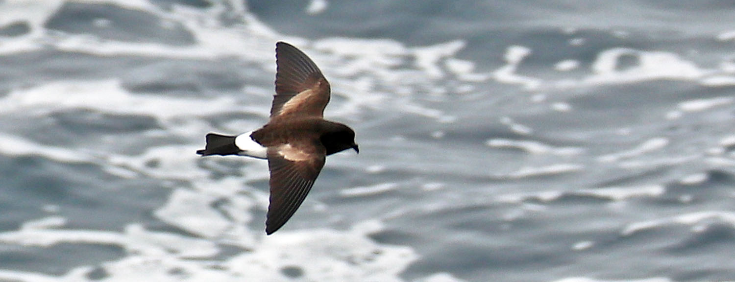 storm-petrel-wilsons-scotia-sea