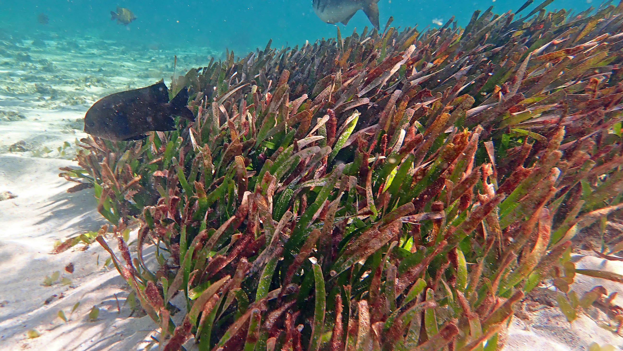 strapweed-posidonia-rottnest