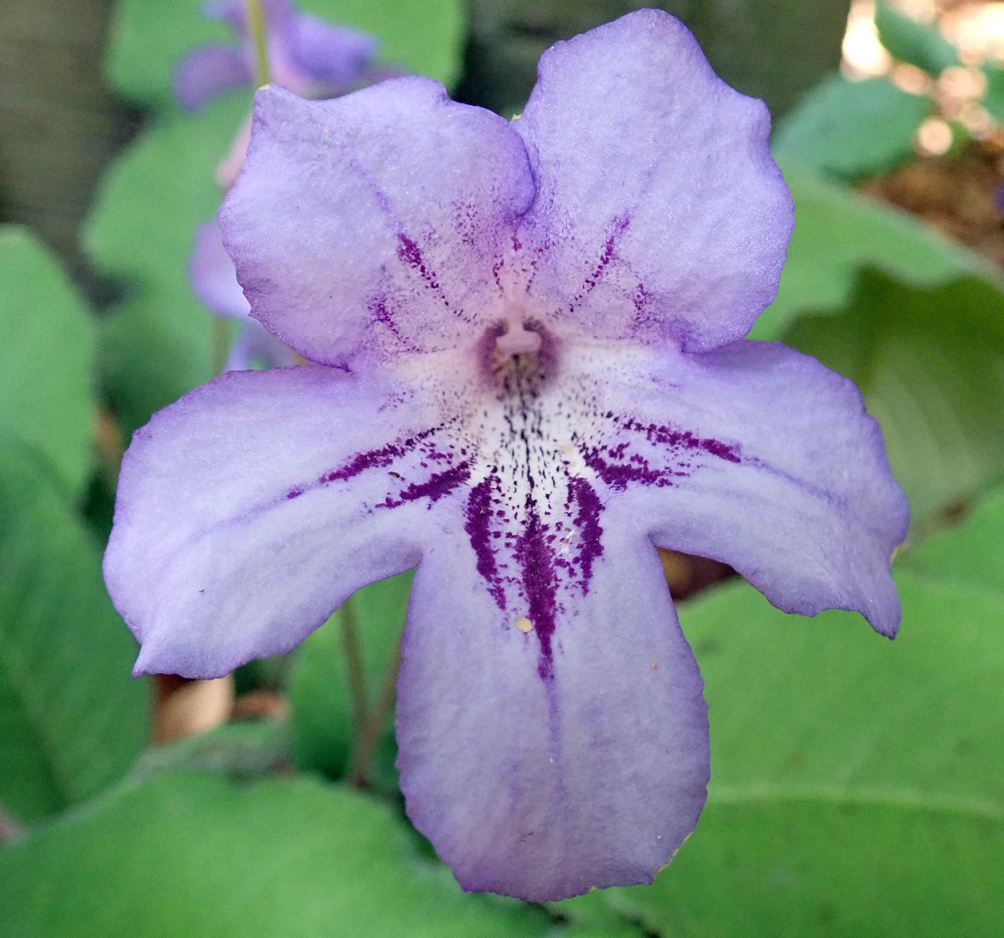 streptocarpus-kirstenbosch