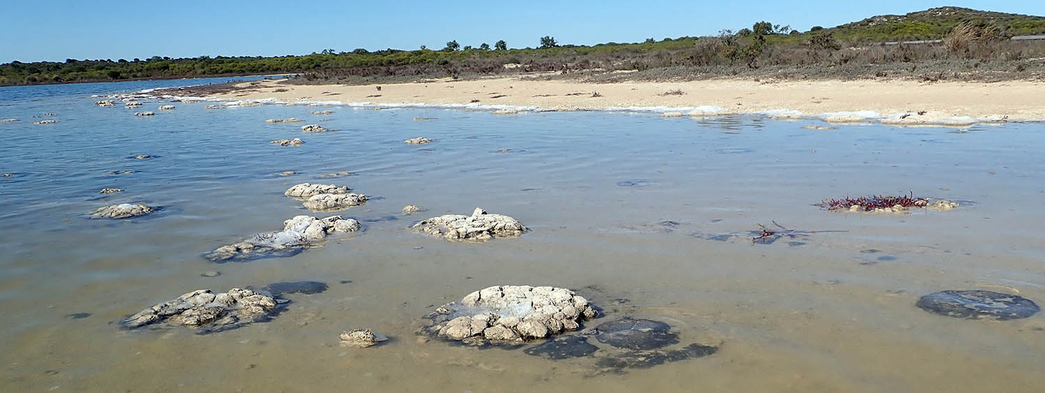 stromatolites-WA