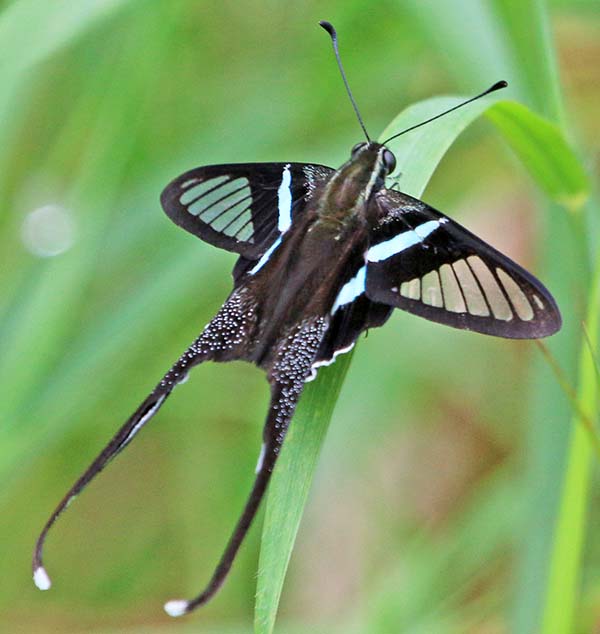 subic-butterfly